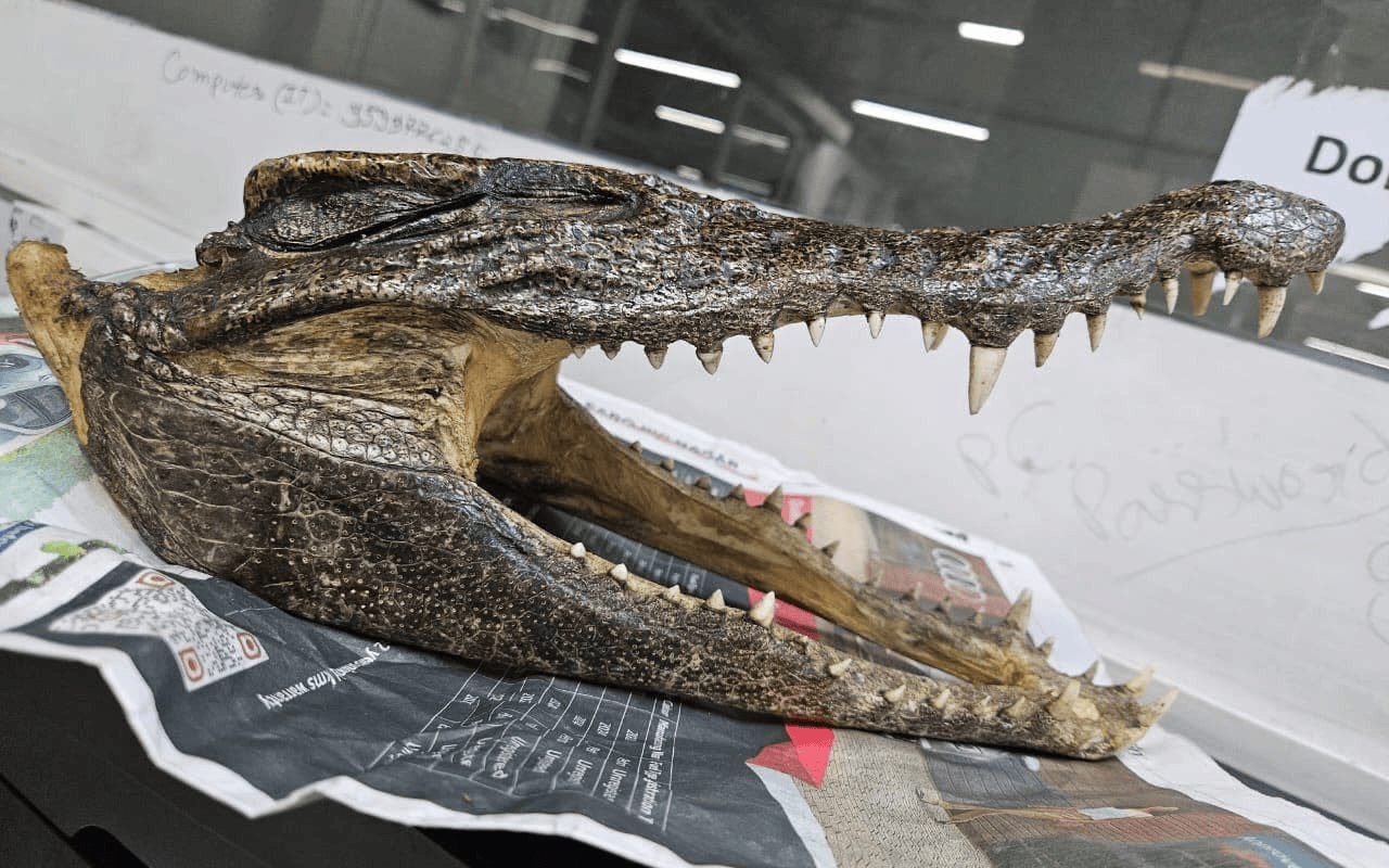 Man arrested at Delhi airport for carrying crocodile skull in luggage post image